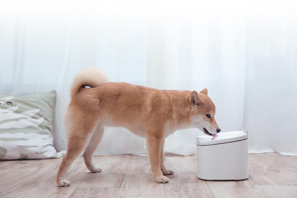 Poidło Xiaomi Smart Pet Fountain 2L - innowacyjne urządzenie, które dba o zdrowie i komfort Twojego ukochanego zwierzaka